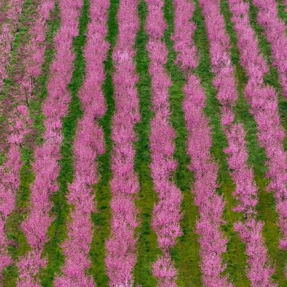 Campos de flor de pêssego rosa atraem visitantes ao norte da Grécia