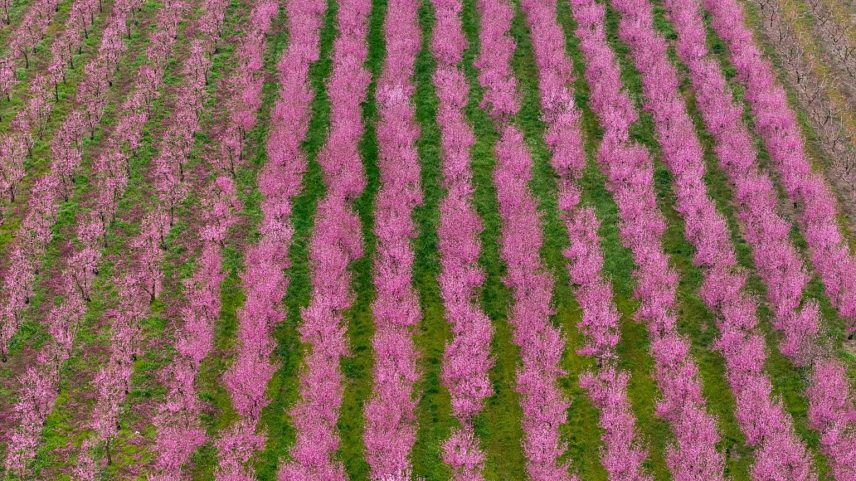 Flowering peach trees in Veria