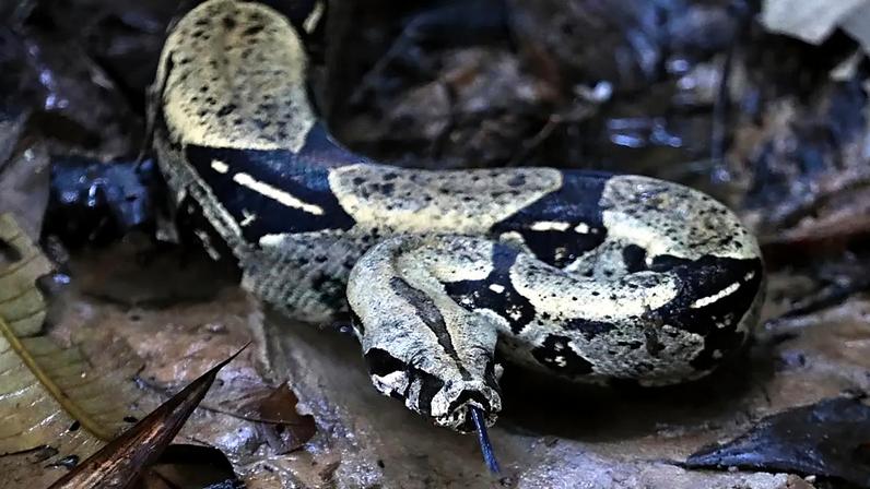 Polícia italiana alerta uso de animais para intimidar vítimas após apreensão de répteis