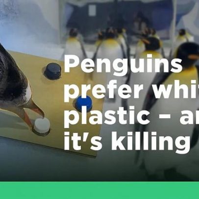 Pinguins ingerem muito plástico branco; mudança de cores poderia protegê-los?