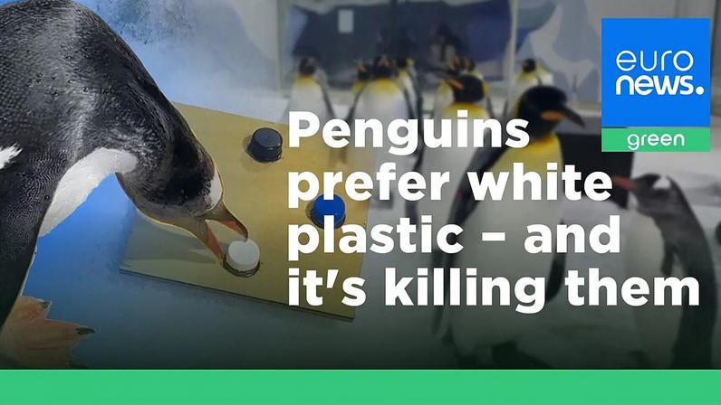 A new study found that penguins are drawn to white plastic more often than other colours.