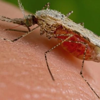 Mosquitos da malária picavam Homo erectus há quase 2 milhões de anos