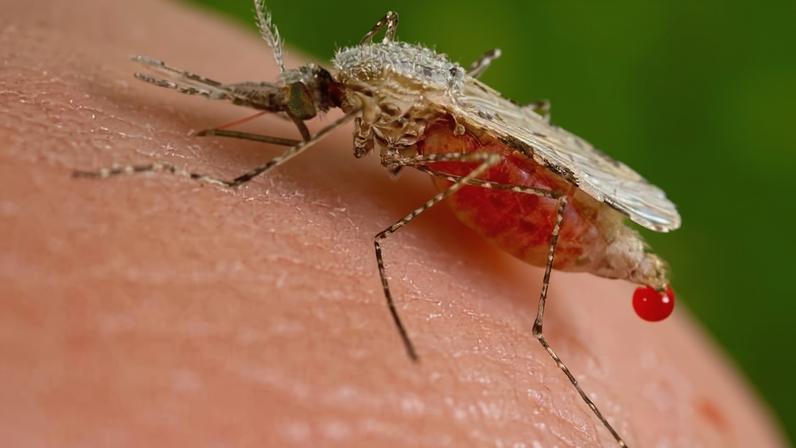 Mosquito do gênero Anopheles após se alimentar de sangue humano