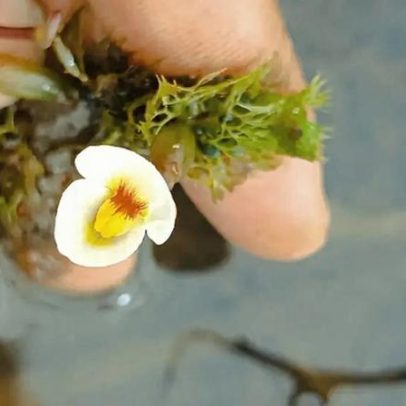Planta carnívora é encontrada no Piauí após 80 anos sem registros