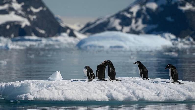 Quatro pinguins estão sobre um bloco de gelo flutuante em águas calmas, com montanhas cobertas de neve ao fundo sob céu claro.