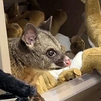 Gambá é encontrado disfarçado entre bichos de pelúcia na Austrália