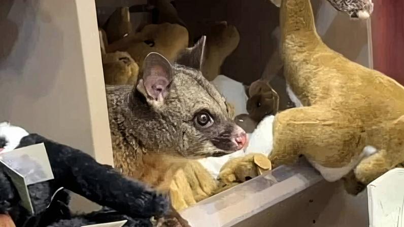 Gambá se esconde em prateleira de bichos de pelúcia