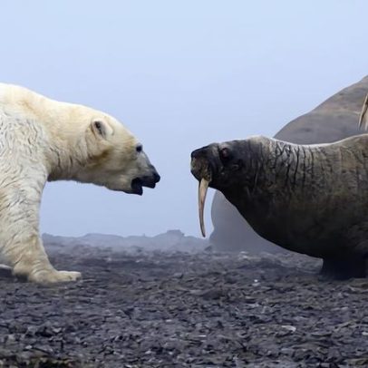 Urso polar ataca grupo de morsas em confronto observado
