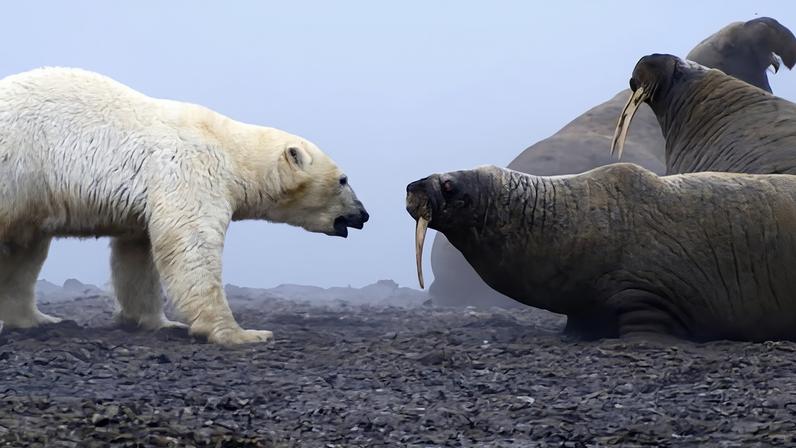 A cena destaca os desafios das mudanças climáticas para a vida na Terra