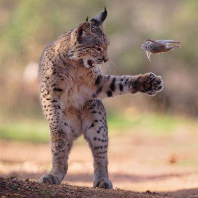 Imagem de lince com roedor voador vence concurso internacional de natureza