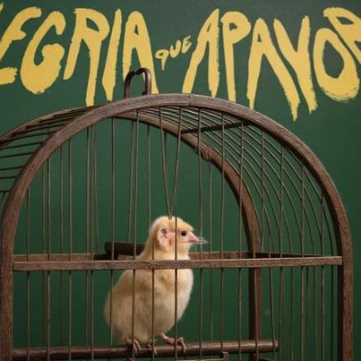 CBF divulga imagem com canarinho de três patas e vira meme