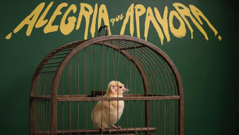 CBF divulga campanha com canarinho com três patas