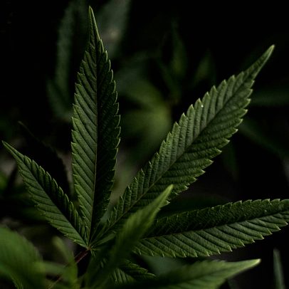 Revisão aponta falta de evidências sobre cannabis para depressão e ansiedade