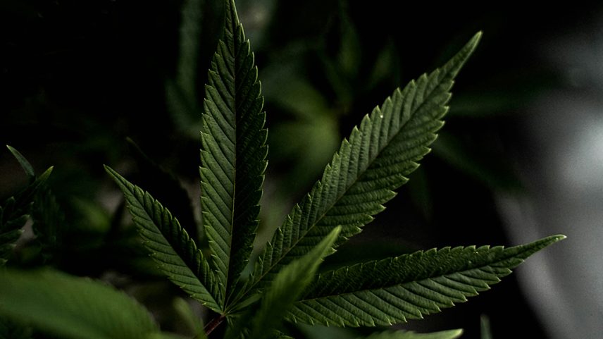 Fotografia da planta Canabis.