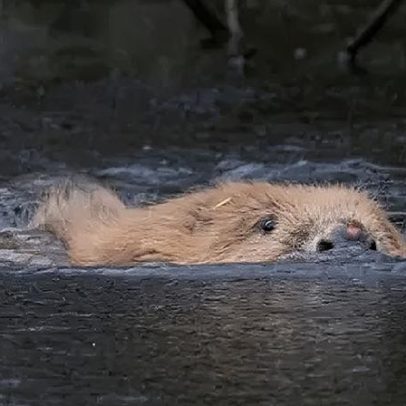 Como a reintrodução de castores está mudando a paisagem