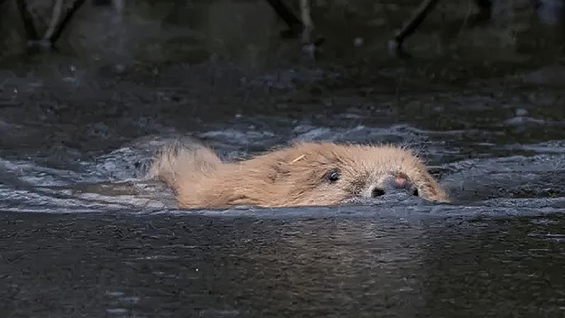 Como a reintrodução de castores está mudando a paisagem