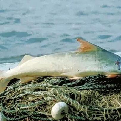 Peixe de 1,80 m realiza a migração de água doce mais longa do mundo