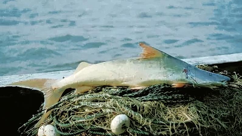 O dorado, ou bagre dourado, recebeu esse nome por sua pele sem escamas prateadas e douradas