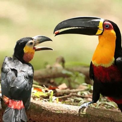 Tucanos reintroduzidos 50 anos espalham sementes de árvores ameaçadas no Brasil