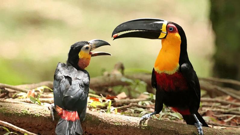 Ariel toucans in Rio de Janeiro, Brazil. Image courtesy of Flávia Zagury.