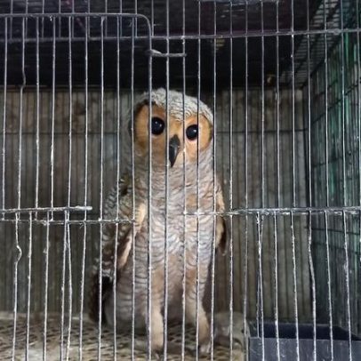 Facebook encerra grupos na Indonésia após reportagens de Mongabay e Bellingcat
