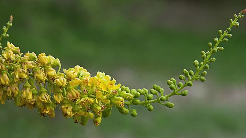 Inflorescências em cacho da Tara, composta por pequenas flores individuais, com pétalas amarelas e estames vermelhos proeminentes.