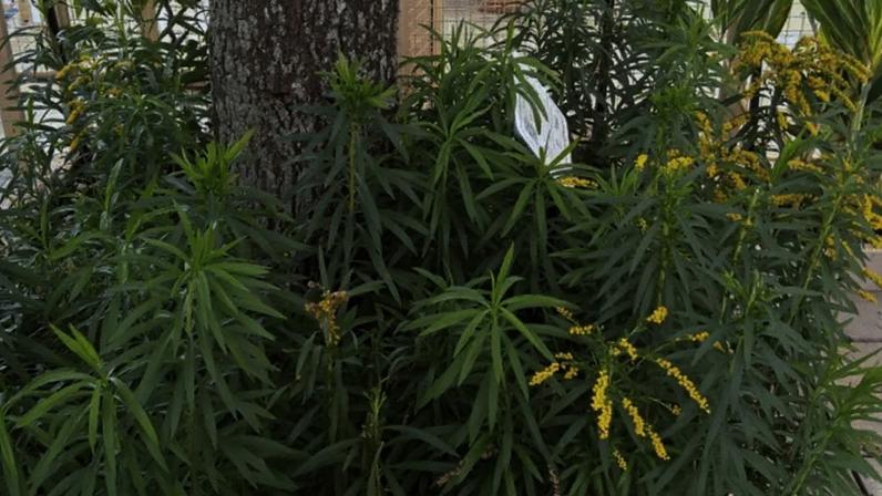 O método utiliza o extrato aquoso de uma planta para obter os resultados esperados: a arnica – Foto: IFSC-USP