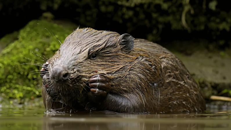 Fotografia de um castor nadando.