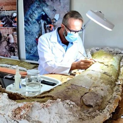 Obra em terminal rodoferroviário revela dinossauro pescoçudo no Maranhão