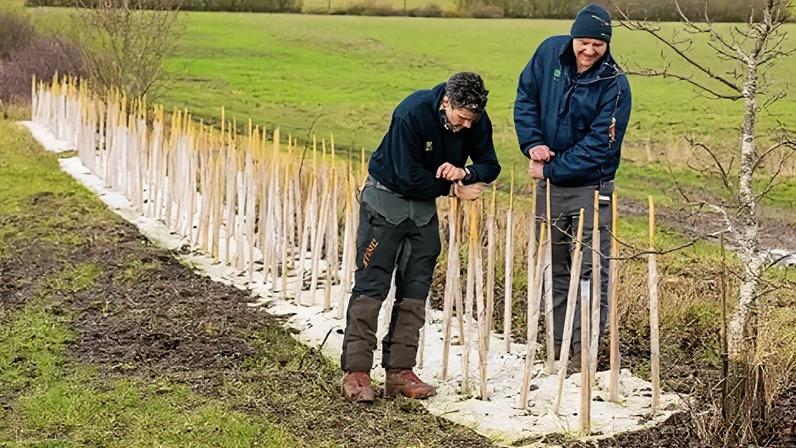Grande projeto de restauração de sebe inicia na fazenda