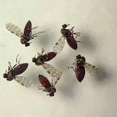 Subnotificados, casos de Oropouche atingem 2% da população brasileira