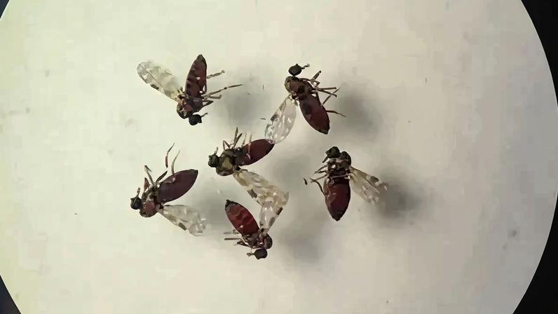 Brasília (DF), 23.07.2024 - Mosquito maruim (Culicoides paraensis), que transmite o vírus Oropouche (OROV). Foto: Bruna Lais Sena do Nascimento/Laboratório de Entomologia Médica/SEARB/IEC