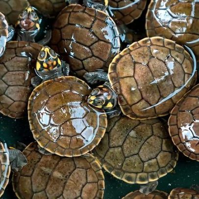 Cascos de tartaruga revelam a história do oceano