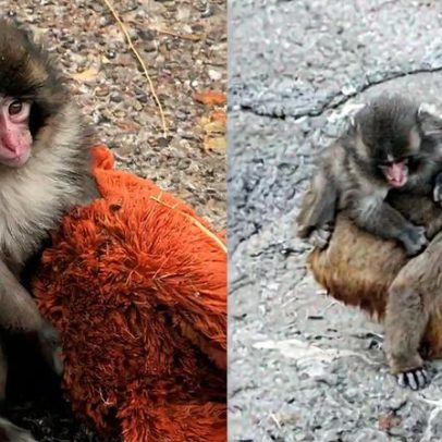 Macaco Punch abandona pelúcia e faz novos amigos