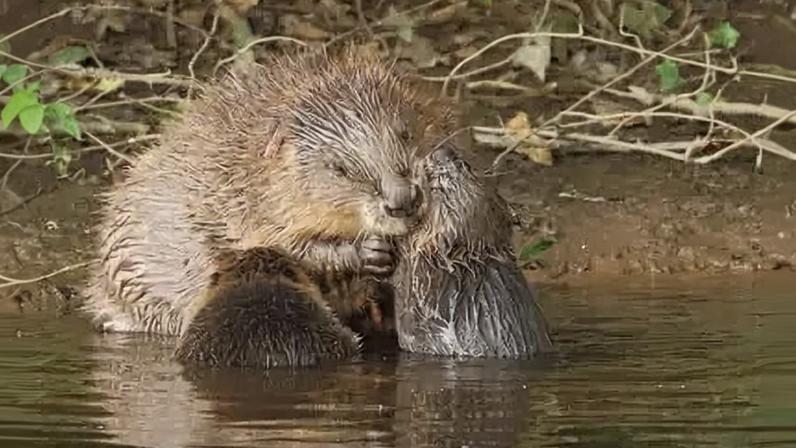 Castores do experimento feito pelo Devon Wildlife Trust