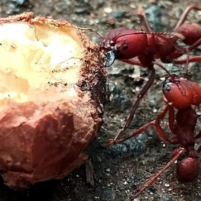 Microbiota de formigas muda com a alimentação, como ocorre em humanos