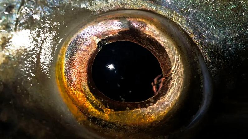 Fotografia de um olho de um tucunaré, Amazônia, Brasil.