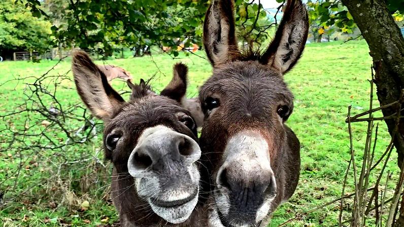 Fotografia de dois jumentos.