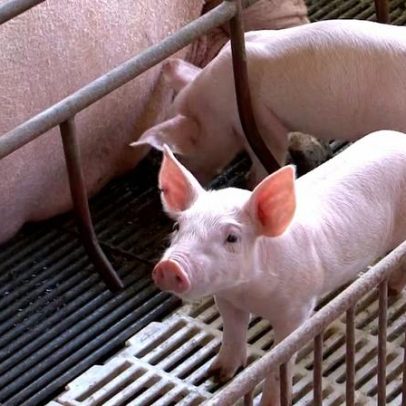 Valorização do milho reduz poder de compra do suinocultor pelo sexto mês