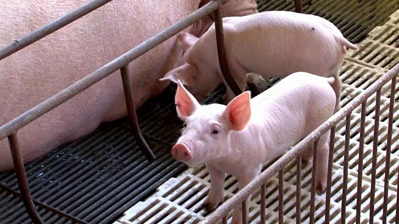Imagem de acervo porco filhote