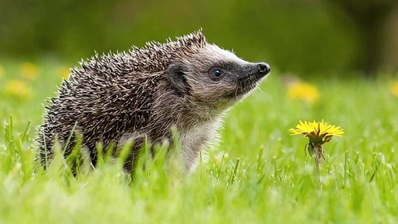 Audição de ouriços detectada além do alcance humano em estudo