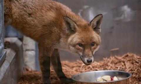 The fox that stowed away on the ship appears to be in good health, Bronx Zoo says