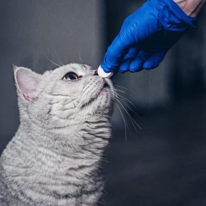 Três doenças causadas por vermes em animais de estimação
