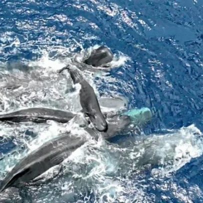 Vídeo mostra nascimento de cachalote com apoio coletivo no parto