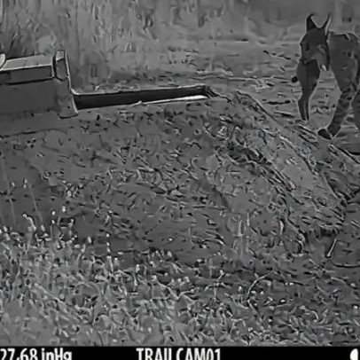 Lince mergulha presas na água antes de comer, cientistas investigam