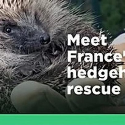Proteção animal em foco: políticas, ações e desafios