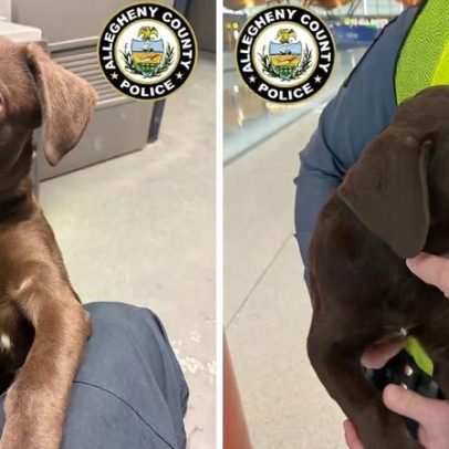 Passageiro não consegue embarcar com cachorro e abandona animal em aeroporto