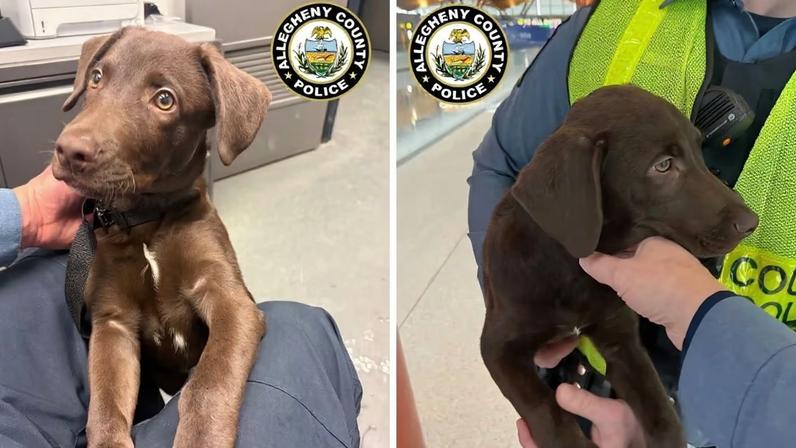 Após o resgate, o filhote de labrador foi encaminhado para cuidados temporários em um abrigo