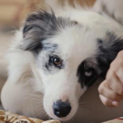 Julinho Casares: a escolha de um animal não pode ser impulsiva