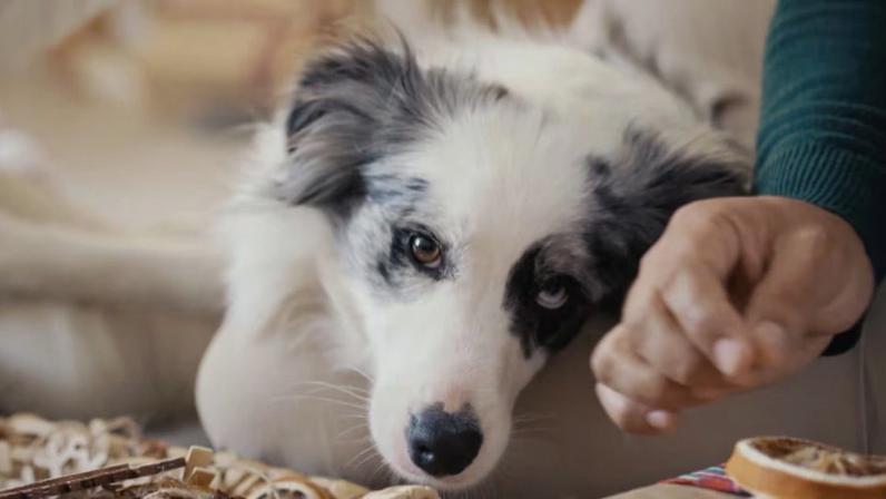 Julinho Casares: a escolha de um animal não pode ser impulsiva